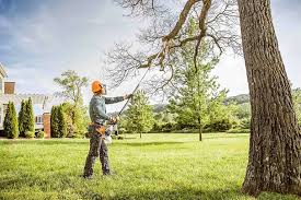 Best Tree Removal  in Diamond Bar, CA