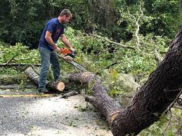 Tree and Shrub Care in Diamond Bar, CA